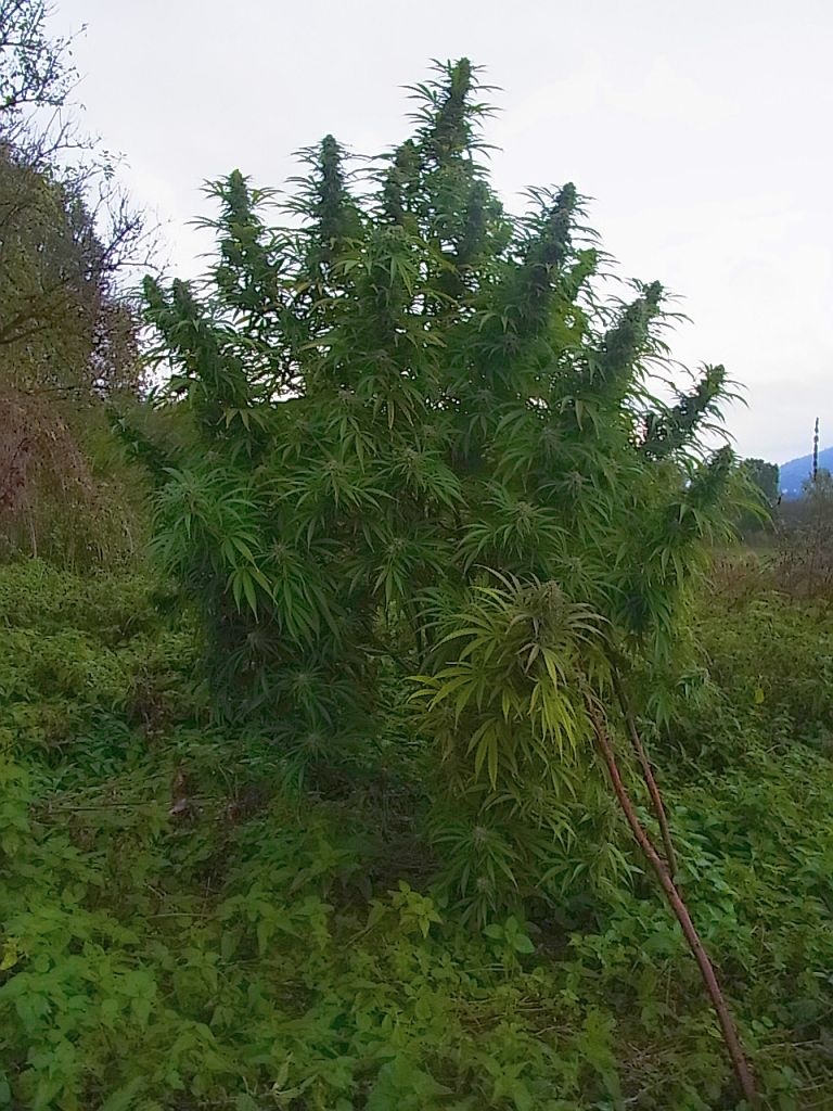 Sugar Black Rose.JPG