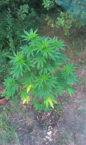 IMAG0471.jpg