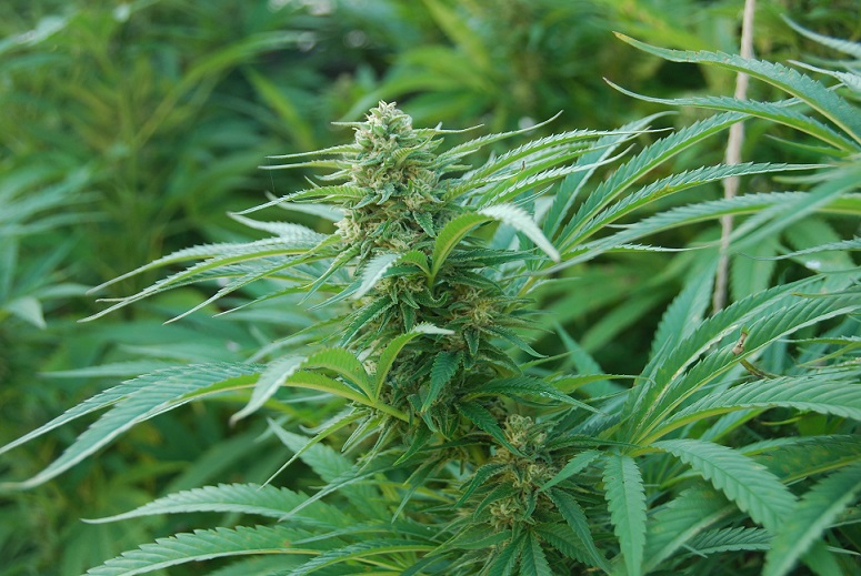 DSC_0016 - Kopija.JPG