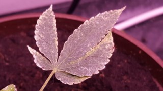 20160104_072458 [320x200].jpg