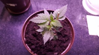 20160104_072359 [320x200].jpg