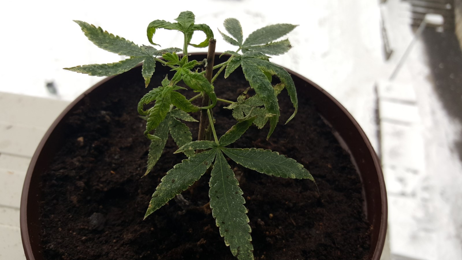 20160106_115902 [1600x1200].jpg