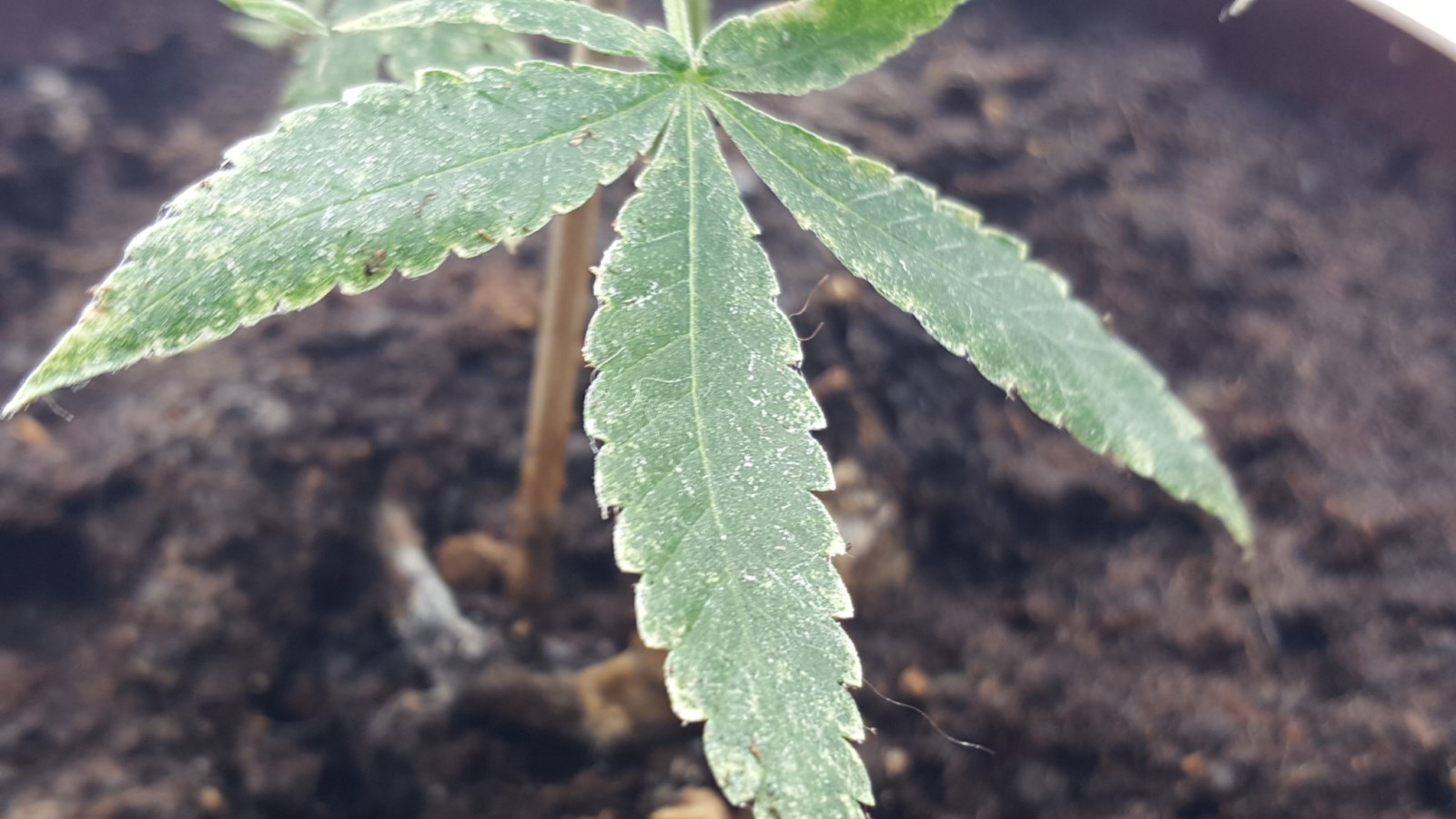 20160106_115945 [1600x1200].jpg