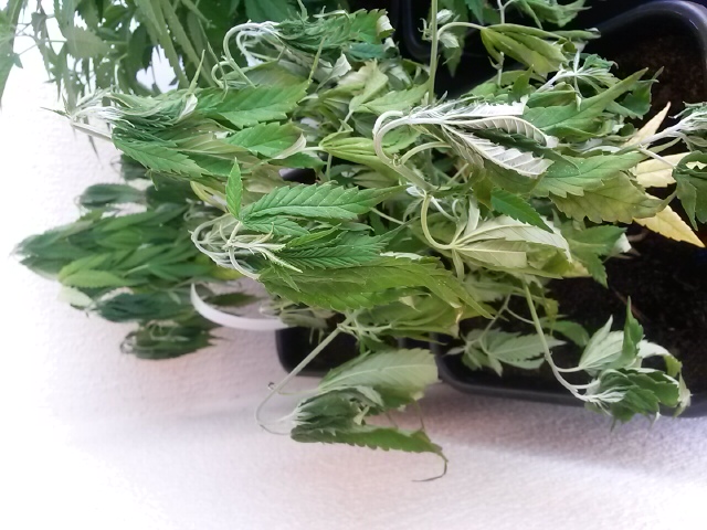 20150723_074415.jpg